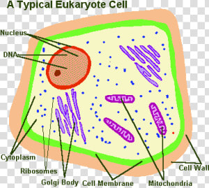 Cell Webquest  HD Png Download