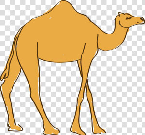 Drawing Camels Cartoon   Drawing  HD Png Download