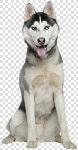 Siberian Husky Sitting  HD Png Download