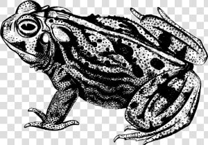 Amphibian  Animal  Frog  Toad   Great Plains Toad Black And White  HD Png Download