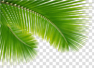 Transparent Palm Leaf Png   Folha De Coco Png  Png Download