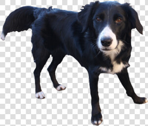 Border Collie Transparent Background  HD Png Download