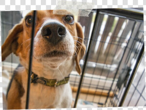 Securing Dog Crate In Car  HD Png Download