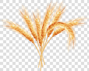 Transparent Wheat Plant Clipart   Wheat Plant Png Transparent Background  Png Download