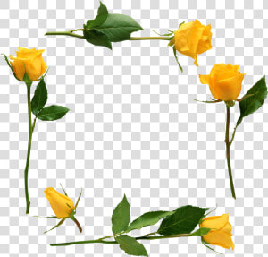 Para Adornar Marcos Photoscape Photoshop Y Gimp Flores   Yellow Stem Rose Png  Transparent Png