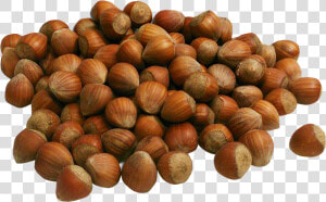 Hazelnut Png  Transparent Png