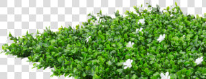 Groundcover   Hedge Flowers Png  Transparent Png