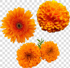 Merigold Flower  Transparent Merigold Flower  Yellow   Transparent Marigold Flower Png  Png Download