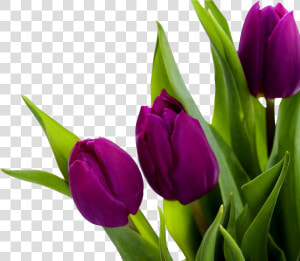 Tulip Png Image   High Resolution Tulip Flower  Transparent Png