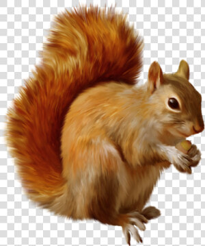 Squirrel Png Clipart   Clipart Squirrels  Transparent Png