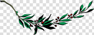 Branch  Laurel  Leaf  Leafy  Leaves  Plant   Laurel Leaf Png  Transparent Png