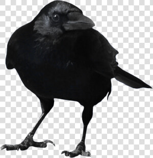 Crow Ready To Fly Png   Transparent Background Crow Png Clipart  Png Download