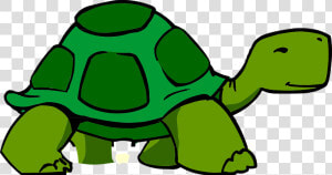 Slow Turtle Clipart  HD Png Download