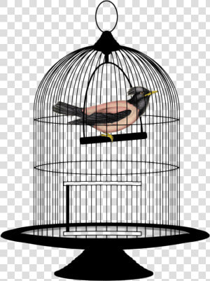 Cage Bird Png Image   Bird In A Cage Png  Transparent Png