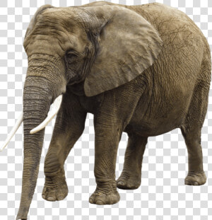 Elephant Png Image Transparent Background Animal   Girl Trampled By Elephant  Png Download