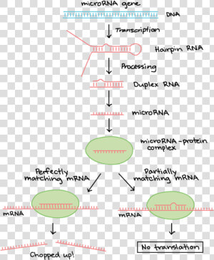 Diagram Of Where Mirnas Come From And And How They   Post Transcriptional Modification Of Rna  HD Png Download