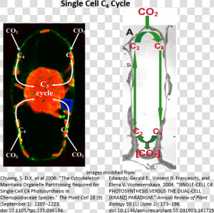 Scc4 Diagrams   Poster  HD Png Download