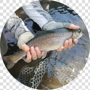 Rainbow Trout   Trout  HD Png Download