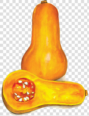 Butternut Squash   Gourd  HD Png Download