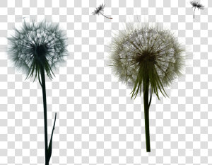 Dandelion   Png Download   Dandelion  Transparent Png