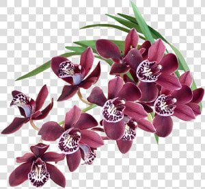 Hojas Flores Exoticas Png  Transparent Png