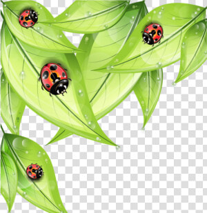  mq  leaf  leaves  ladybug  ladybugs   Cartoon Bug On A Leaf  HD Png Download