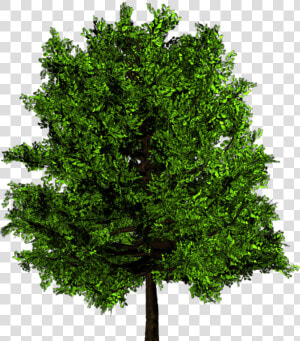 Transparent Palm Tree   Ulmus Minor Png  Png Download