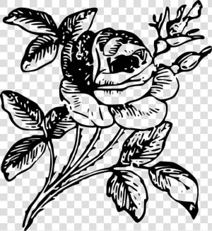 Rose Engraving Etching Flower   Engraving Png  Transparent Png