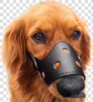 Dog Mouth Cover Dog Mask Anti Bite Anti Bite Anti Barking   Puppy  HD Png Download