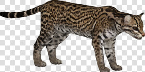 Ocelot   Zoo Tycoon 2 Ocelot  HD Png Download