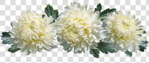 Chrysanthemum  Flowers  Arrangement  Decoration   Chrysanthème Png  Transparent Png