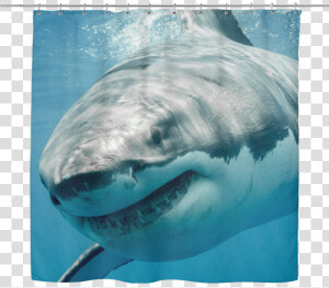 Great White Shark Shower Curtain   Great White Shark Sharks  HD Png Download