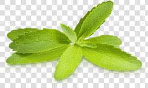 Stevia Leaf Png  Transparent Png