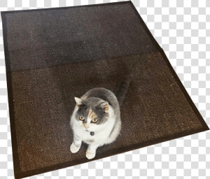 Cat Rug No Background Image Transparent Background   Domestic Short haired Cat  HD Png Download