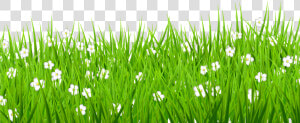 Png Stock Grass Background Clipart   Transparent Grass Flower Png  Png Download