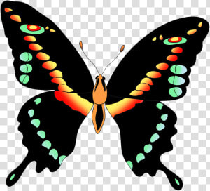 Black Swallow Tail Butterfly Clipart   Colorful Beautiful Butterfly Butterfly Clipart  HD Png Download