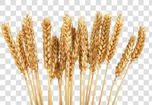 Transparent Wheat Stalk Clipart   Transparent Background Wheat Stalks  HD Png Download