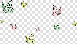  butterflies  butterfly  flying  butterflysticker  dailysticker   Transparent Background Butterflies Png  Png Download