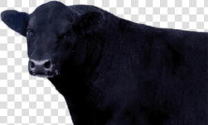 Black Angus Beef Png  Transparent Png