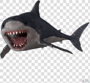 Megalodon Png Photo   Megalodon Size Transparent Background  Png Download