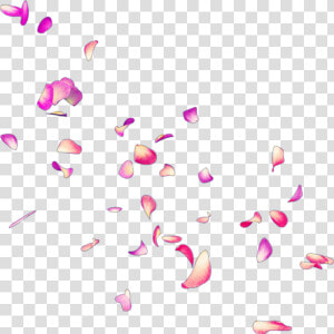  petals  petalos  pétalos  pétalo  petalo  petal  rose   Petalos De Rosas Rosas Png  Transparent Png