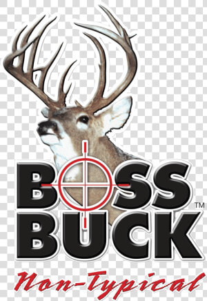 White tailed Deer Boss Buck Deer Hunting   Boss Buck  HD Png Download