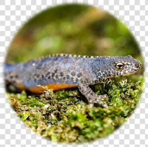 Great Crested Newt Identification Edna   Alligator Lizard  HD Png Download