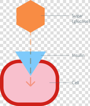 The Role Of Insulin   Insulin Attached To Cell  HD Png Download