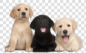 Labrador Retriever Png   Labrador Puppies Png  Transparent Png