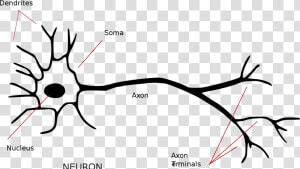 Annotated Neuron  HD Png Download