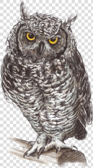 Images Owls Png   Great Grey Owl Drawing  Transparent Png