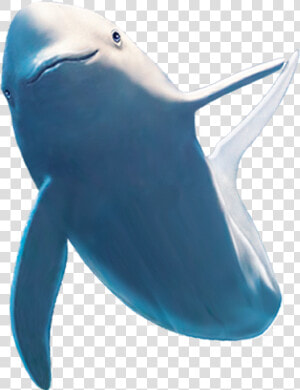 Common Bottlenose Dolphin Shark Beluga Whale   Dolphin  HD Png Download