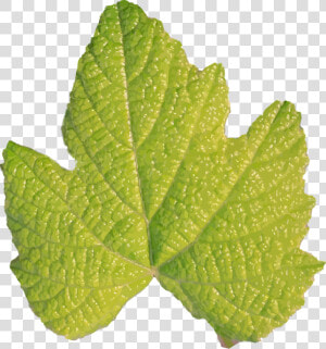 Herb plant grape Leaves   Hojas Sin Tallo  HD Png Download