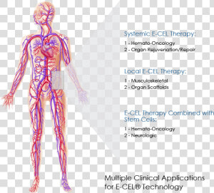 Multiple Clinical Applications For E cel® Technology   Human Circulatory System  HD Png Download